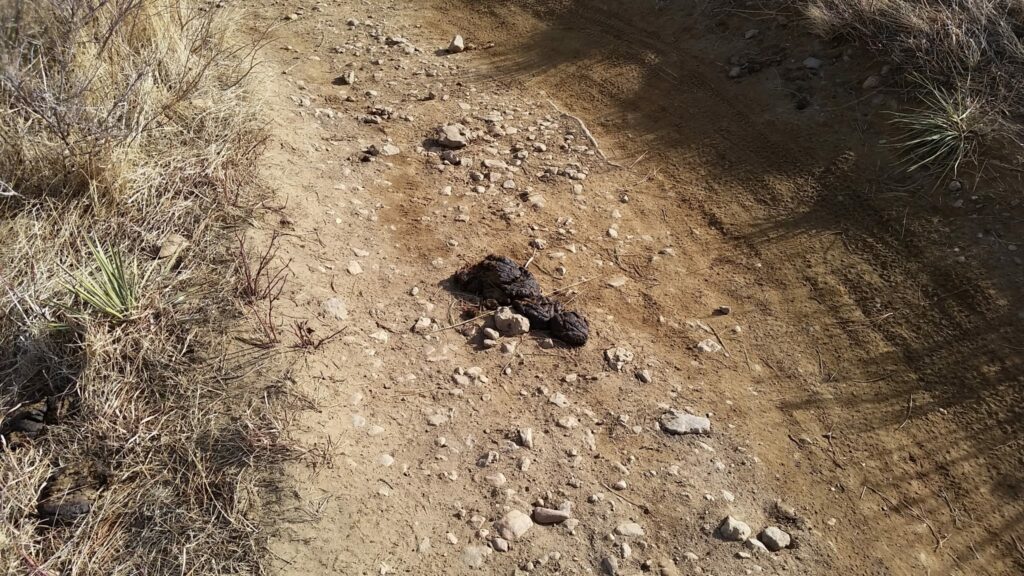 Cow poop on Marshall Mesa Trail